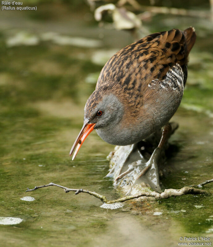 Water Railadult, feeding habits