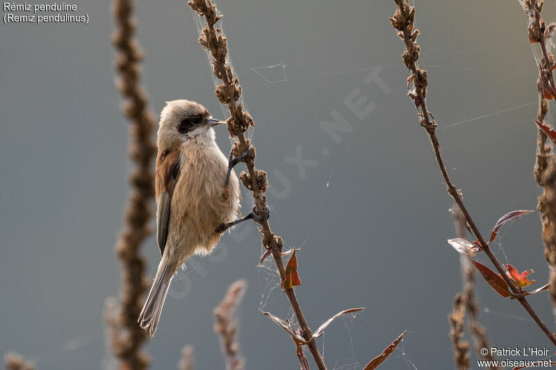 Eurasian Penduline Titadult