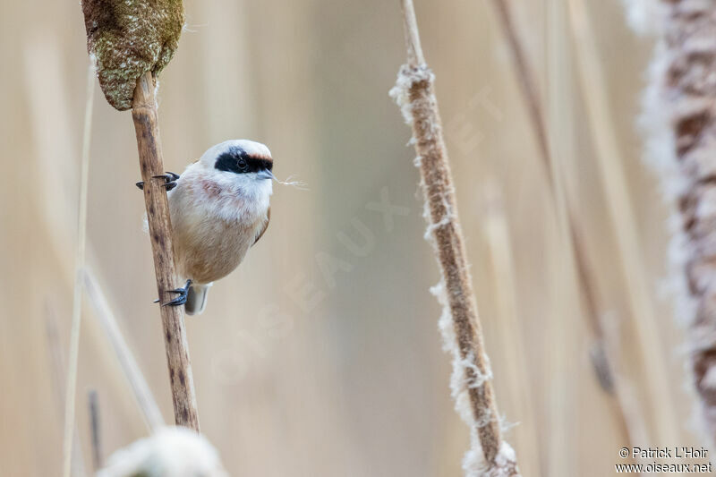 Rémiz penduline mâle