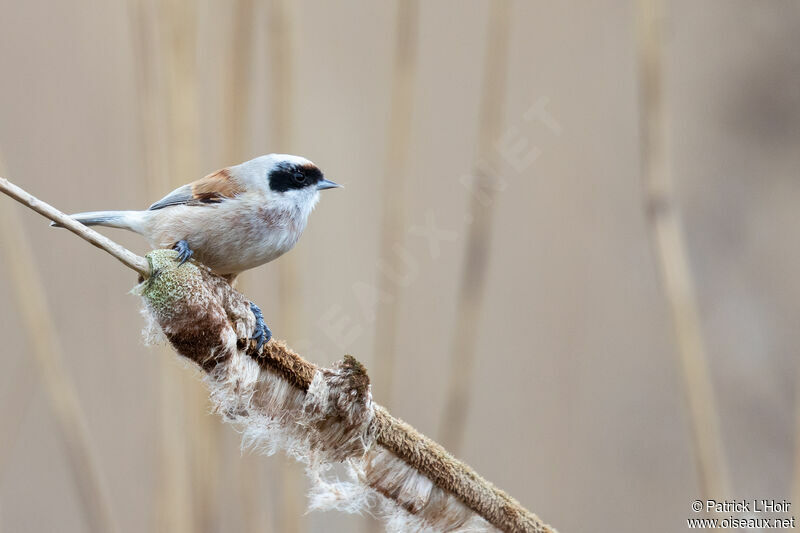 Eurasian Penduline Tit male