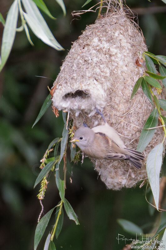 Eurasian Penduline Tit