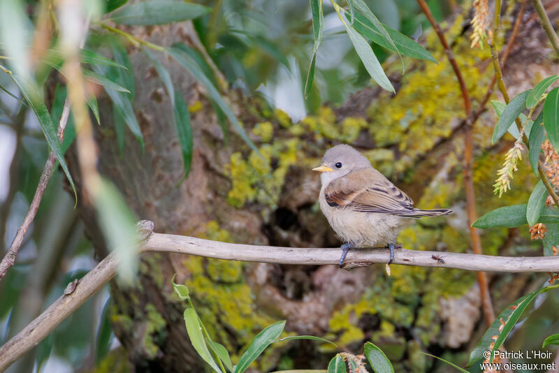 Eurasian Penduline Titjuvenile