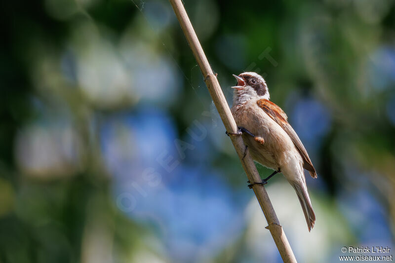 Eurasian Penduline Tit male adult