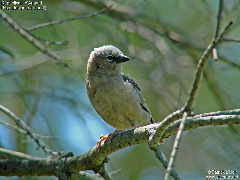 Grey-capped Social Weaver