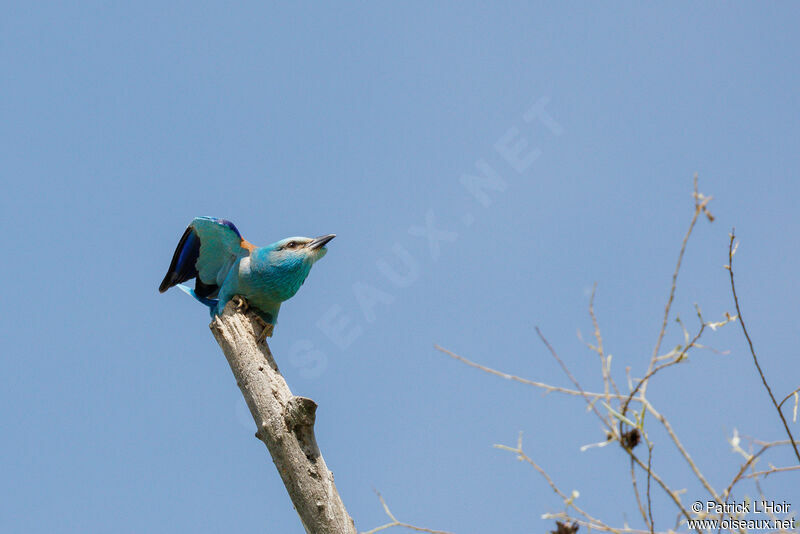 European Roller