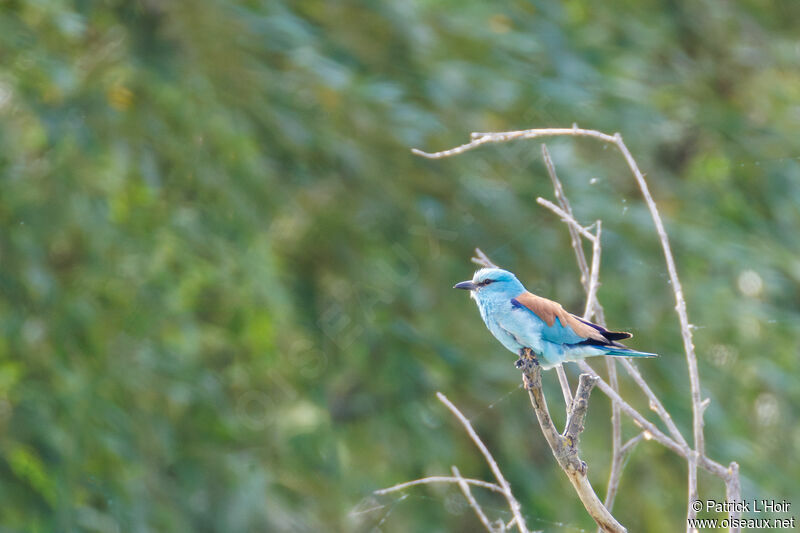 European Roller