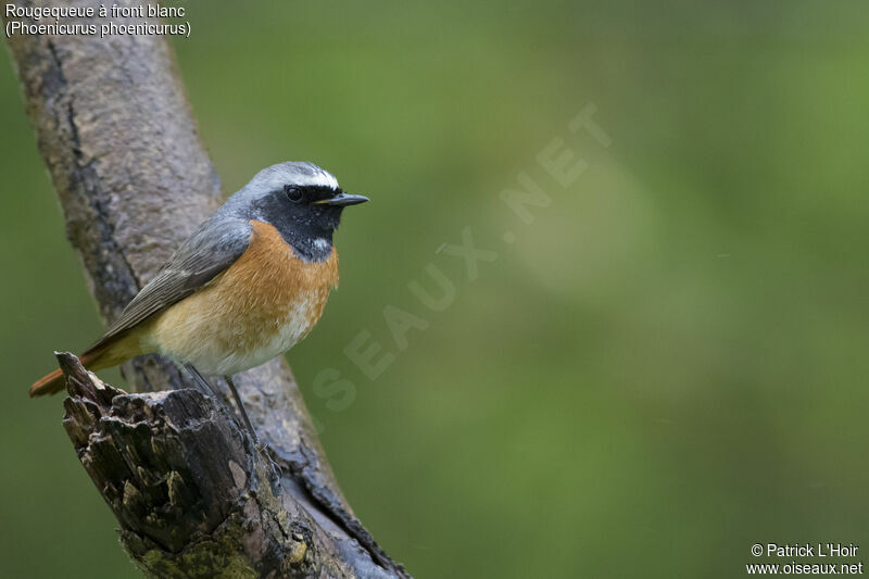 Common Redstart male adult, close-up portrait