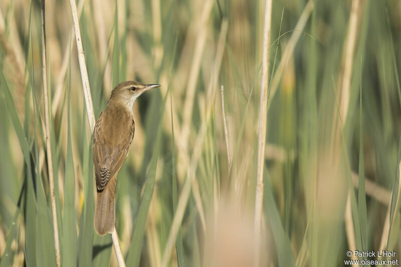 Great Reed Warbler