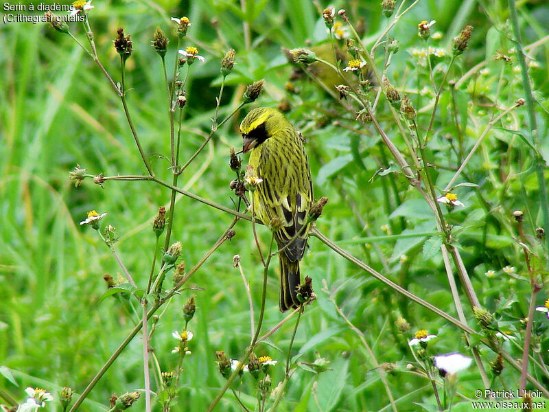 Serin à diadème