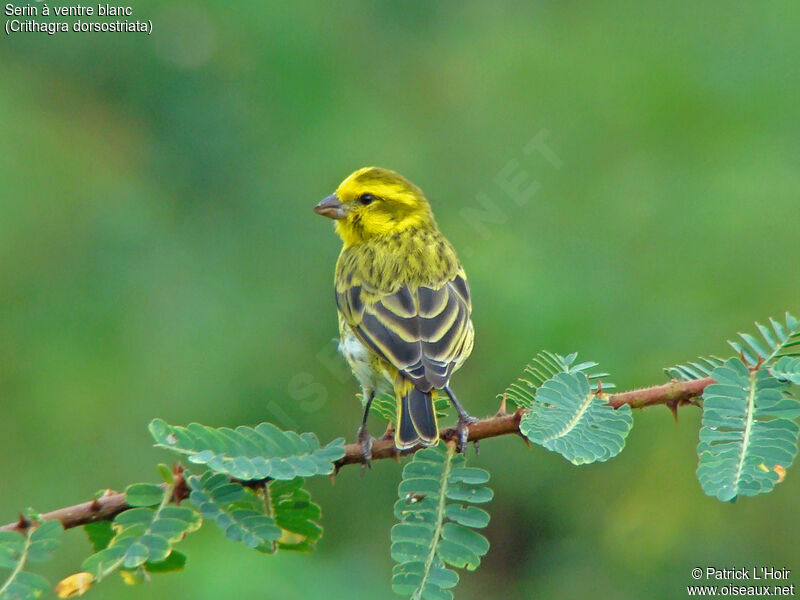 White-bellied Canary