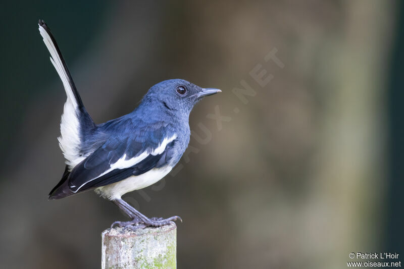 Oriental Magpie-Robin