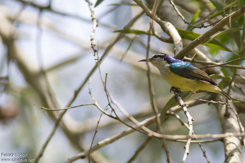 Violet-tailed Sunbird female, identification