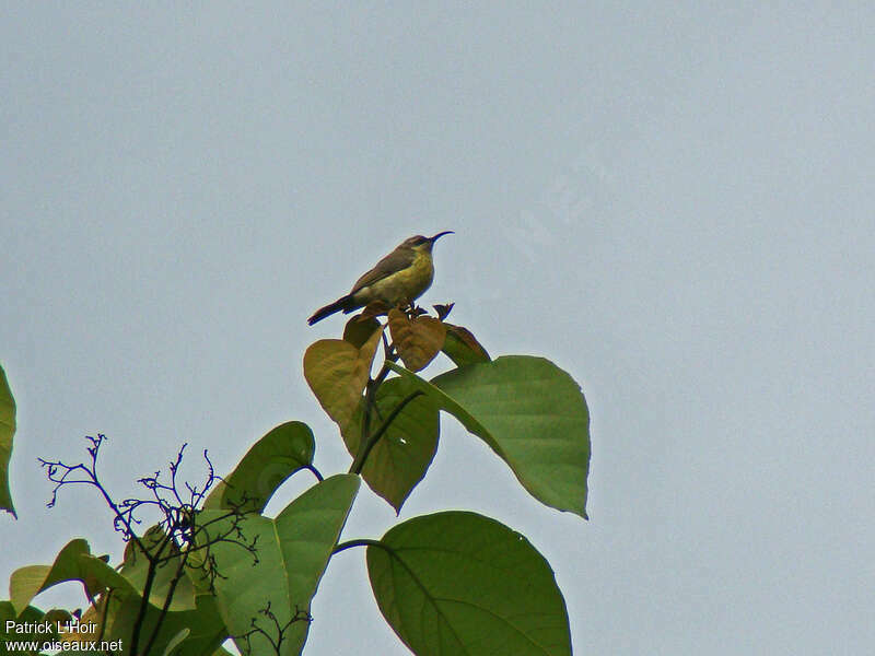 Olive-bellied Sunbird female adult, pigmentation