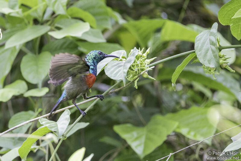 Olive-bellied Sunbird male adult