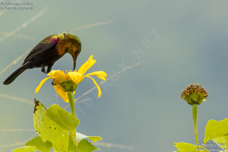 Copper Sunbird male adult