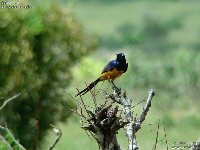 Golden-breasted Starling male adult, identification