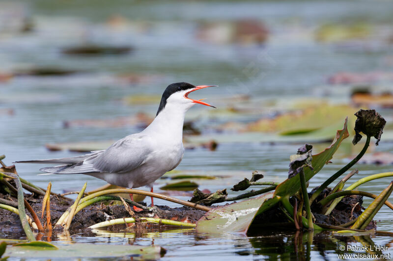 Common Tern