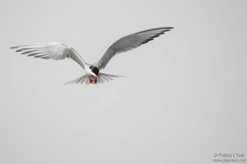 Common Tern