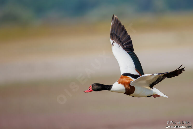 Common Shelduck male adult