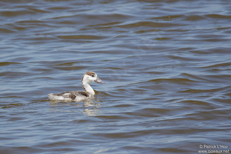 Common Shelduckjuvenile