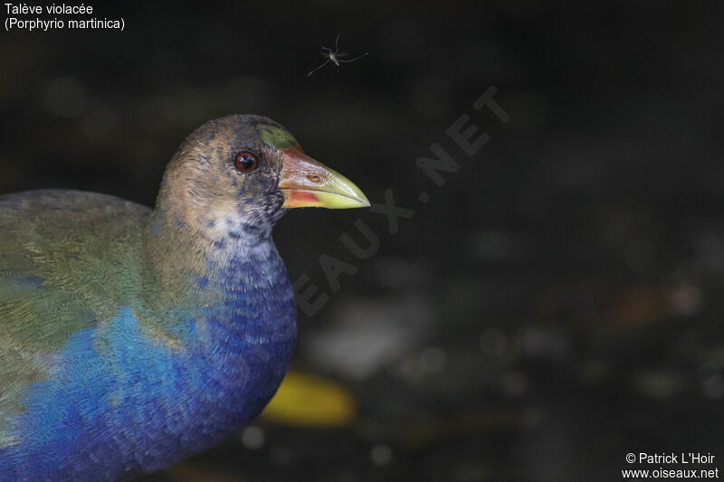 Purple Gallinule