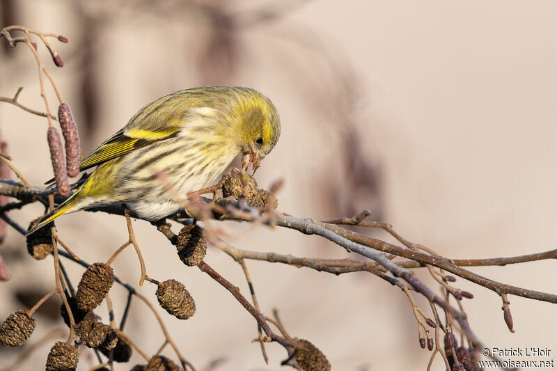 Eurasian Siskin female adult post breeding