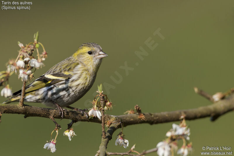 Eurasian Siskin female adult