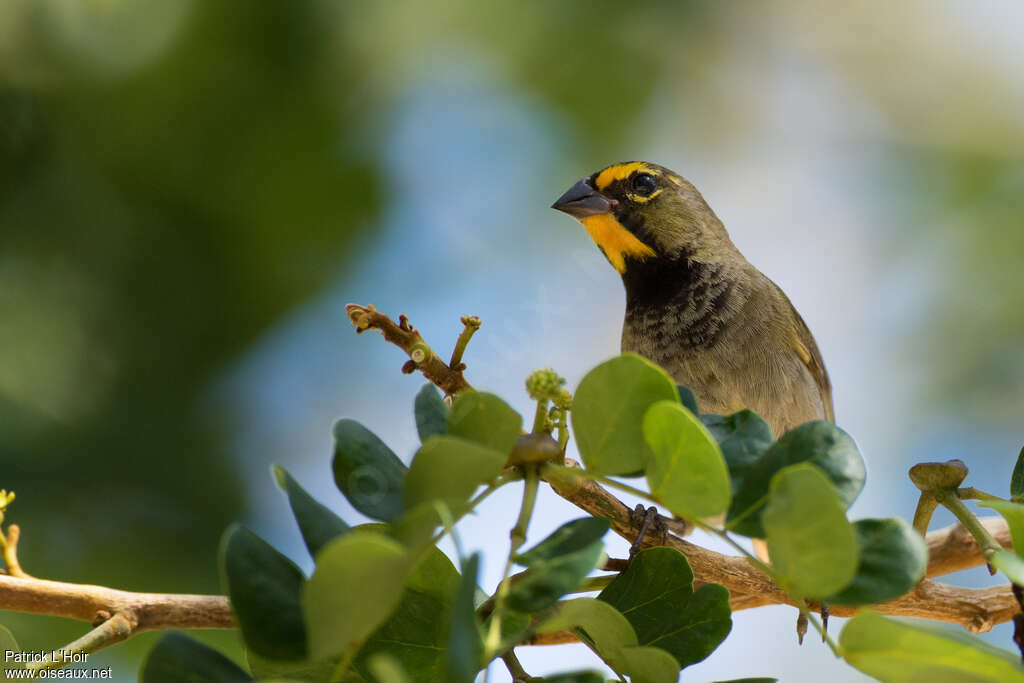 Yellow-faced Grassquit