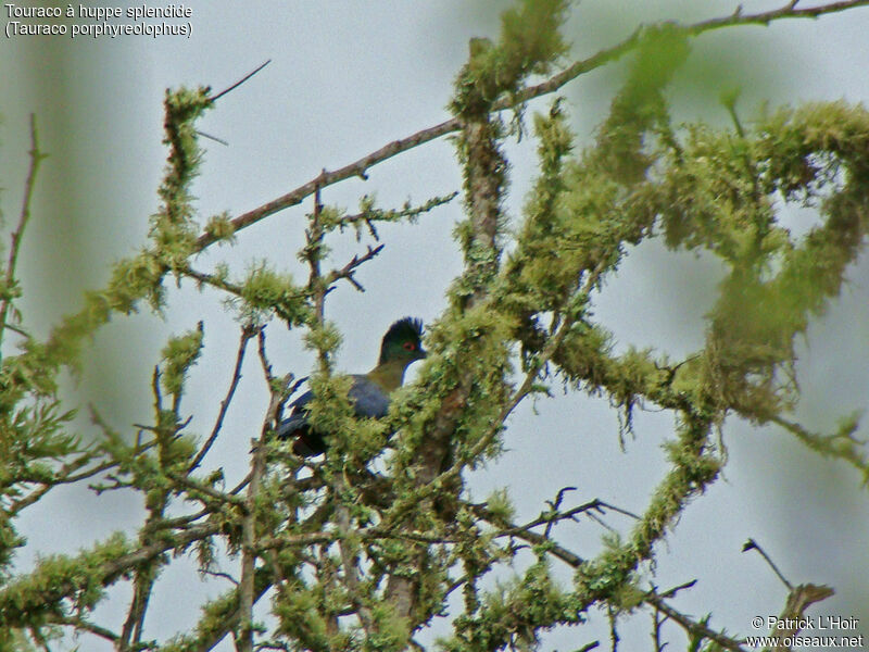 Purple-crested Turaco