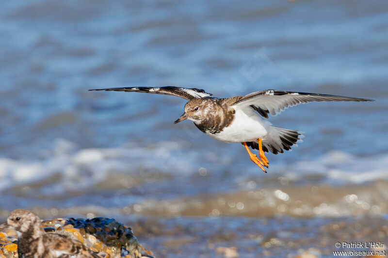 Ruddy Turnstone