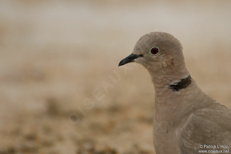 Eurasian Collared Dove