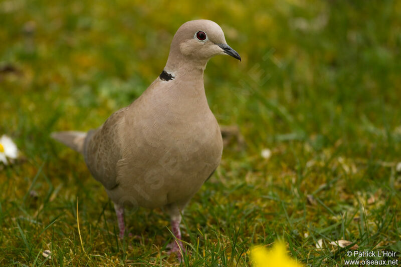 Eurasian Collared Dove