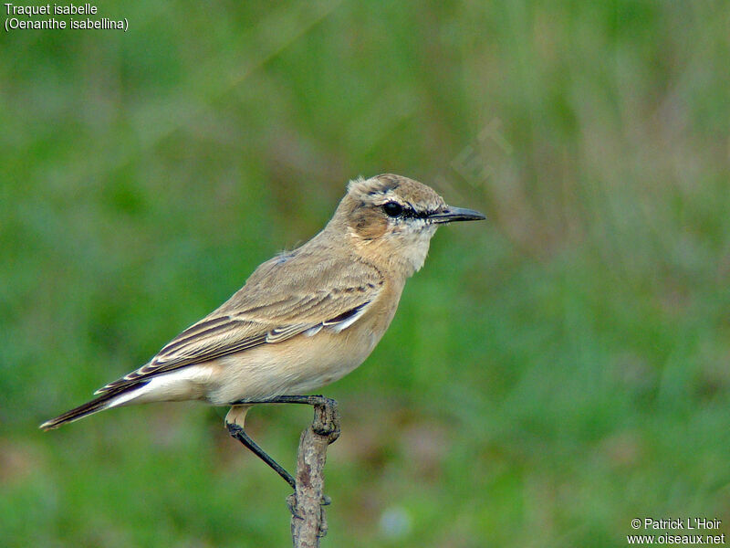 Isabelline Wheatear