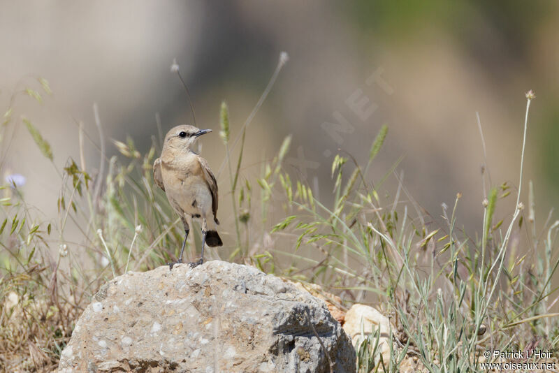 Isabelline Wheatear