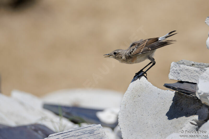 Northern Wheatearjuvenile