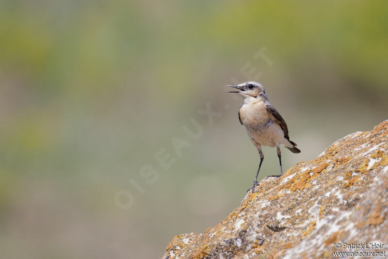 Northern Wheatear