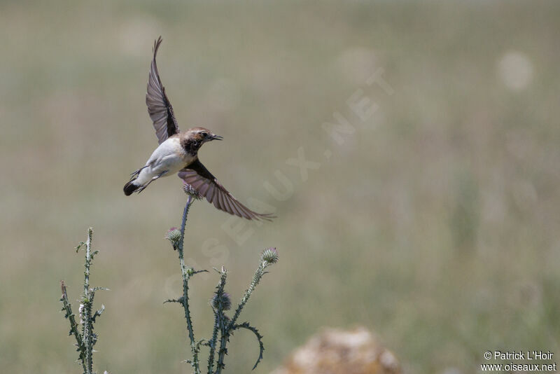 Pied Wheatear female adult