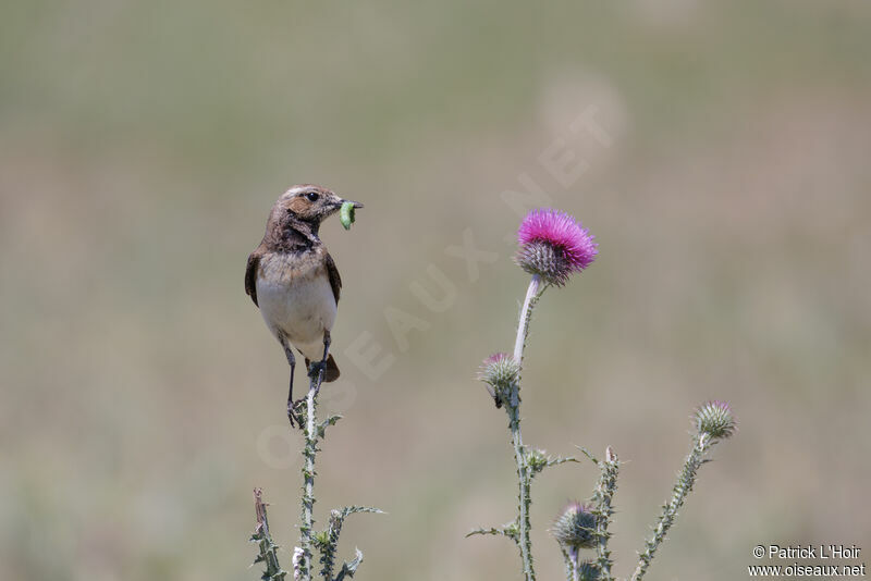 Pied Wheatear female adult