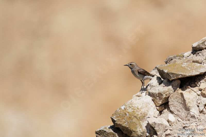 Pied Wheatear female adult