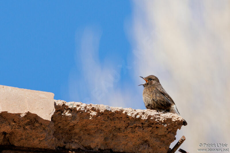 Black Wheatear female adult