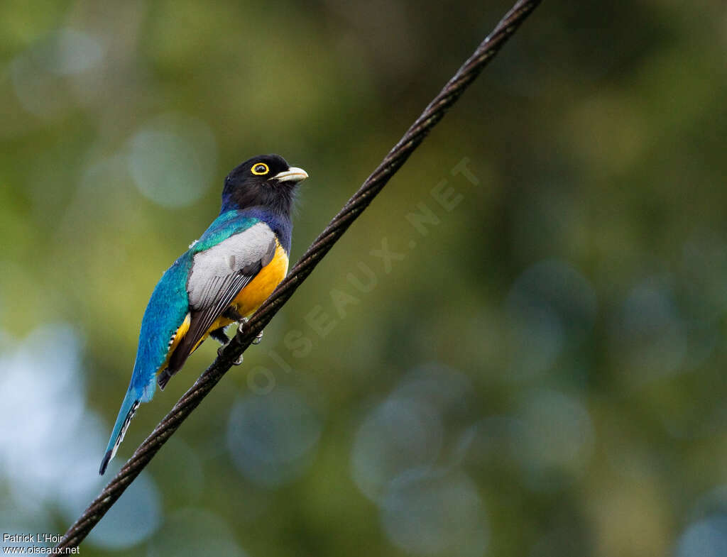 Gartered Trogon