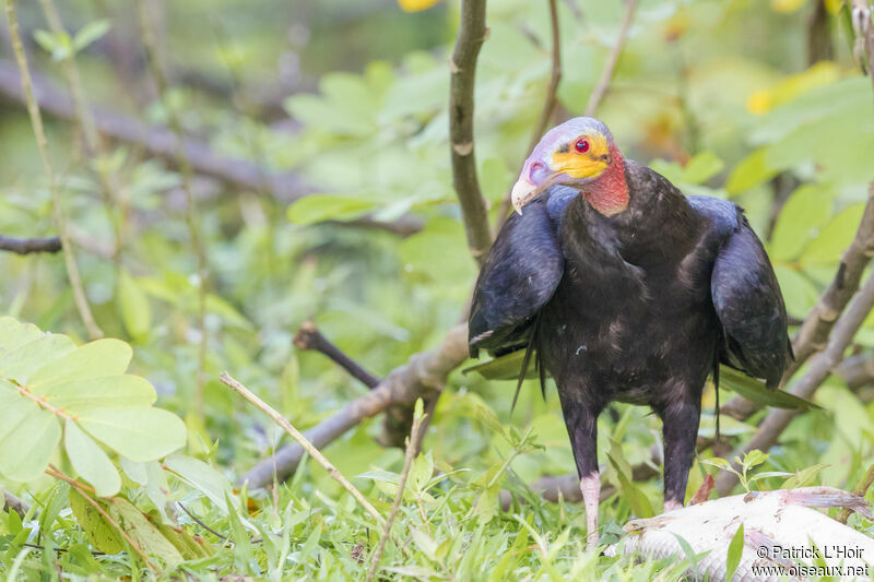 Lesser Yellow-headed Vulture