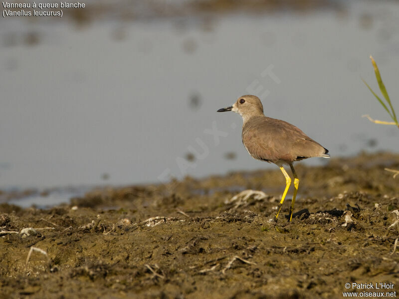 White-tailed Lapwing