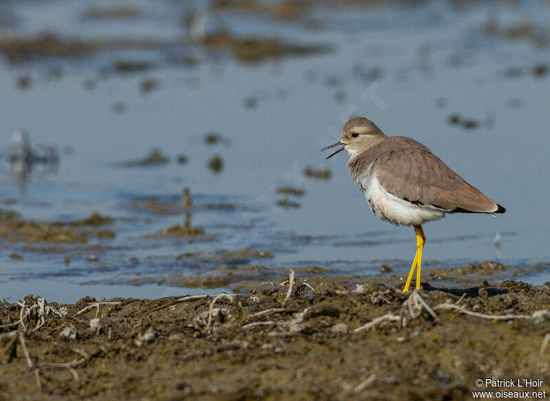 White-tailed Lapwing