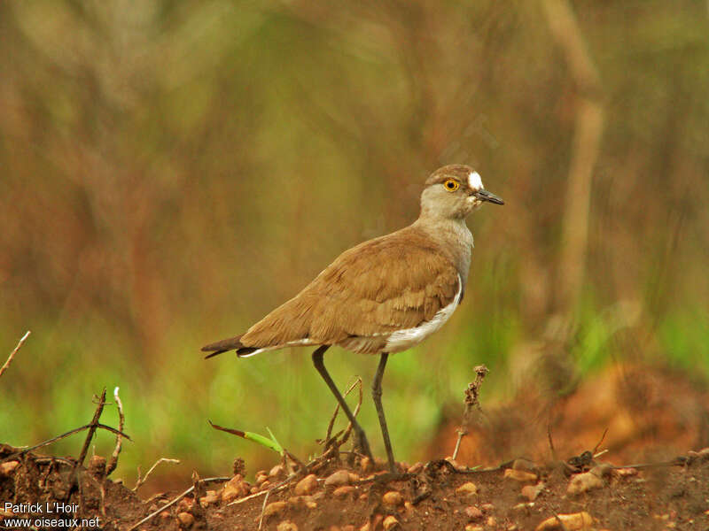 Senegal Lapwingadult, identification