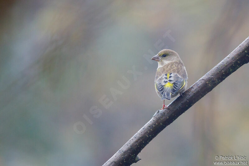 European Greenfinch female