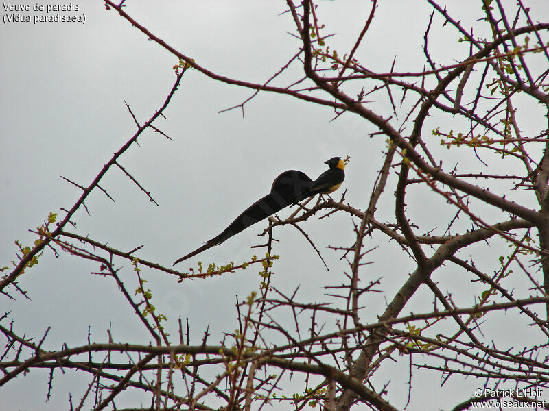 Long-tailed Paradise Whydah