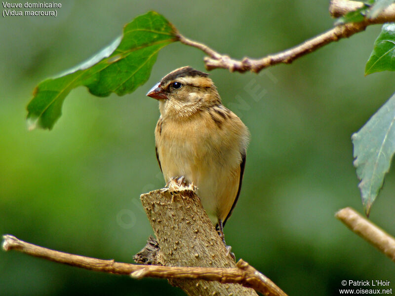 Pin-tailed Whydah