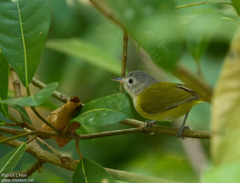 Lesser Greenletadult, habitat, pigmentation