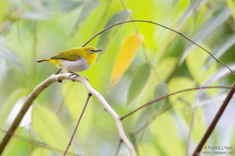 Indian White-eyeadult